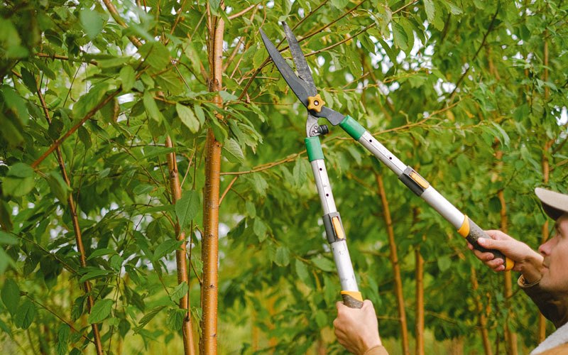 Tree trimming in Allenspark, CO